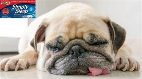 Can I euthanize my <b>dog</b> <b>with Tylenol</b> <b>PM</b>? Yes, <b>Tylenol</b> can kill <b>a dog</b> or cat – but it’s very slow in killing. . Putting a dog to sleep with tylenol pm